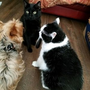 Meet your Posher, Dora